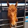 merida420
